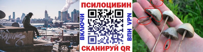 Псилоцибиновые грибы Cubensis  купить закладку  Грязовец 